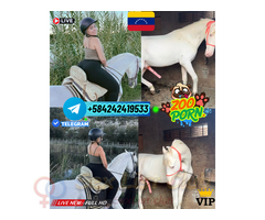 PUTA TELEGRAM FOLLADA POR PERROS Y CABALLOS PORNO ZOO SEX ONLINE
